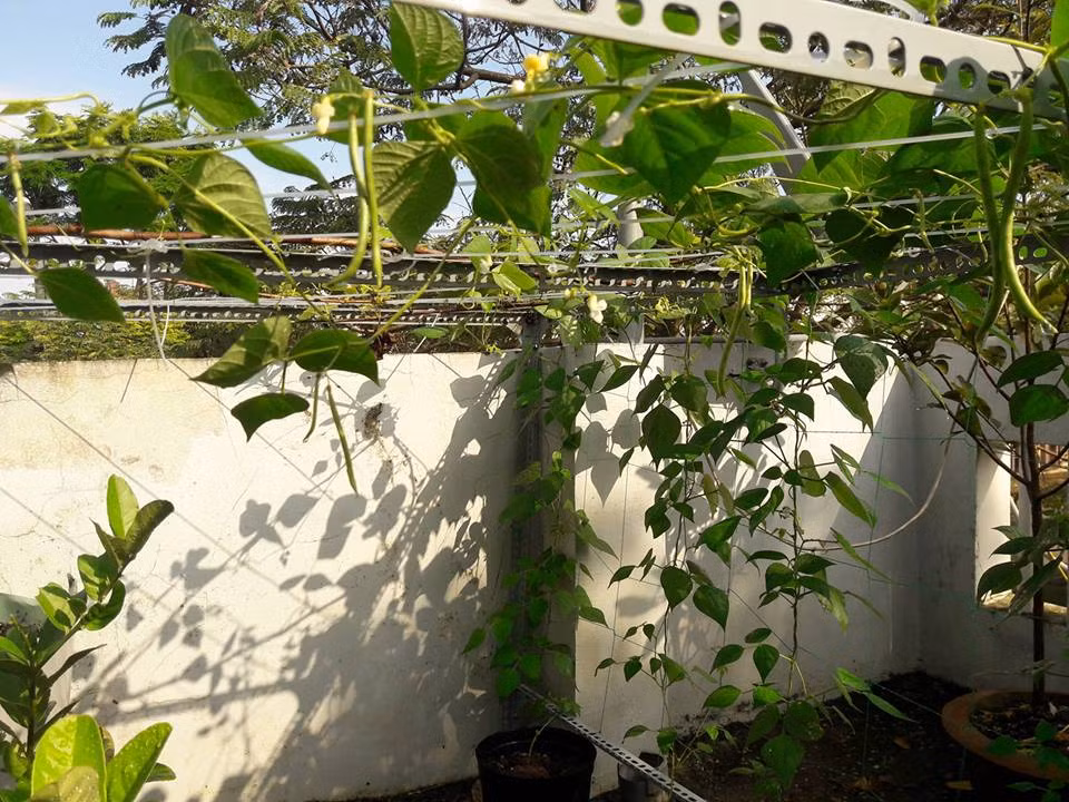 Giàn đậu cove được anh Huy tiết lộ là cực dễ trồng và chứa hàm lượng chất dinh dưỡng cao.