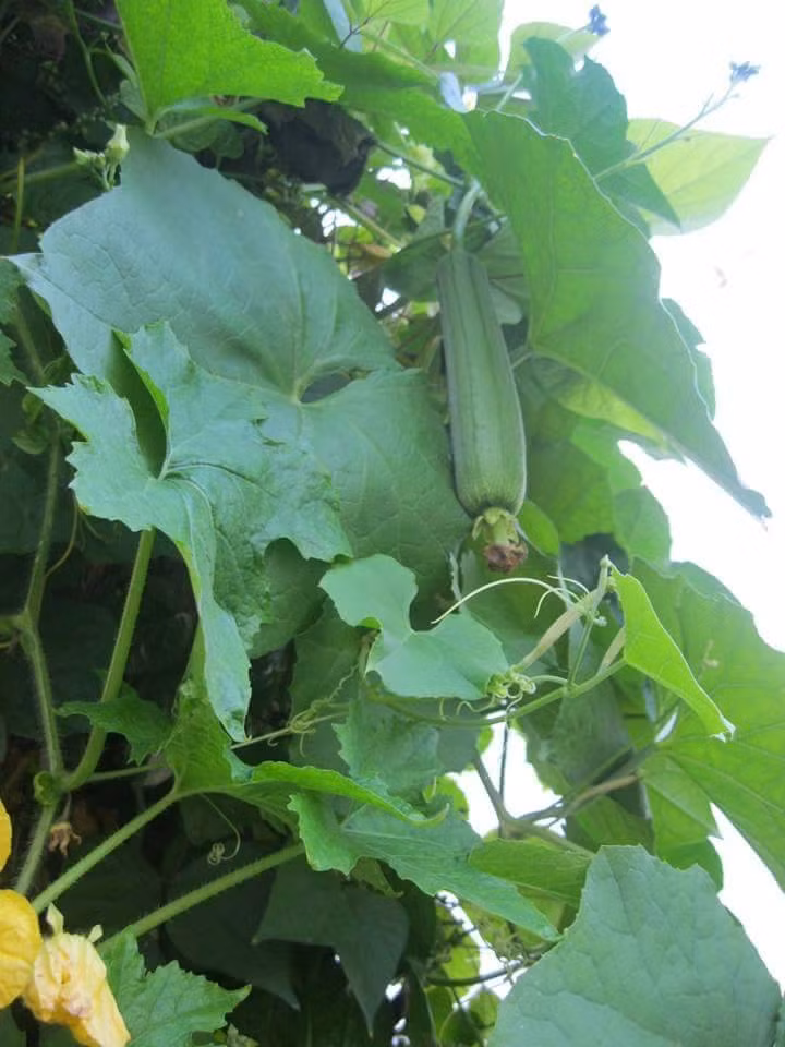 Anh Huy cho hay, với anh kỷ niệm trồng rau, trồng quả gắn với anh từ khi anh còn học lớp 1, lớp 2. "Khi đó, mẹ làm xa, tôi ở với bà ngoại quanh năm suốt tháng. Ngày ngày hai bà cháu cùng trồng rau, trồng quả, nuôi nhau bằng rau canh, thậm chí ăn quá nhiều rau luộc đến nỗi khi đó có lần tôi đã khóc òa vì thèm miếng cá, thịt".