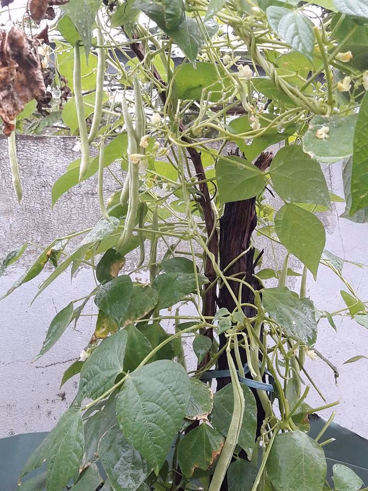 "Mình là một người rất quý cây cối nên khi xây nhà, mình đã thiết kế một khoảnh sân thượng để trông cây. Sân thượng nhà mình nhỏ xinh nhưng có rất nhiều cây", anh Huy chia sẻ.