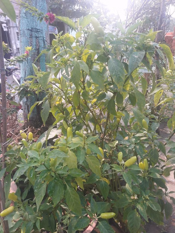 Trước khi có một vườn cây ăn quả "đáng ghen tị" trên sân thượng như bây giờ, anh Huy bắt đầu làm quen từ việc trồng rau mầm, tiếp đến là các loại rau ăn lá phổ biến.