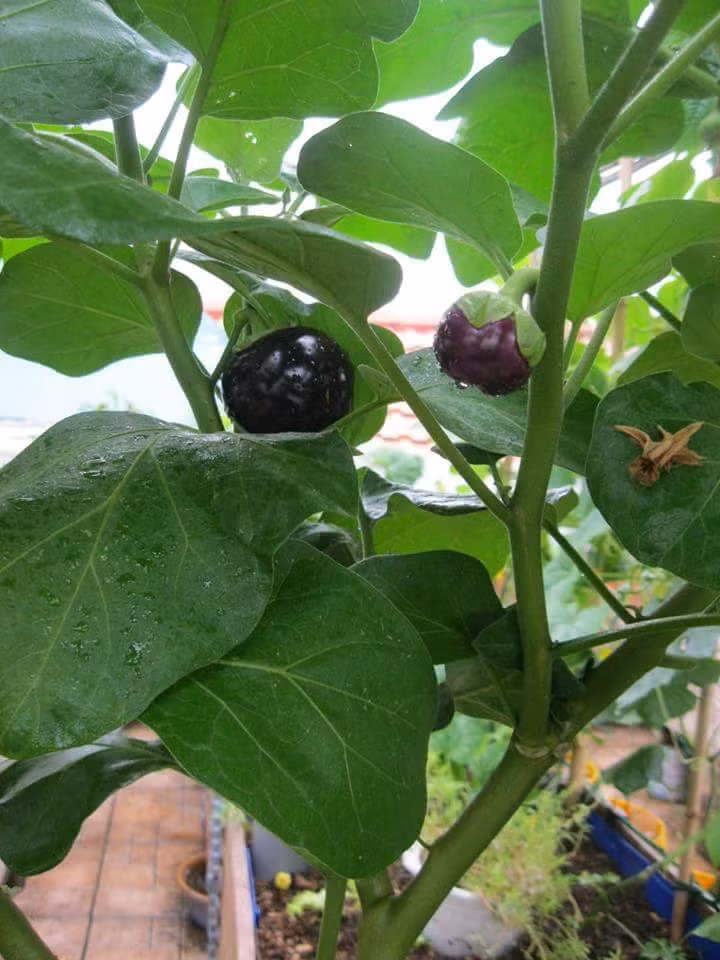 Trồng cà tím để vừa có thực phẩm sạch vừa có màu sắc trang trí thêm cho khu vườn xinh.