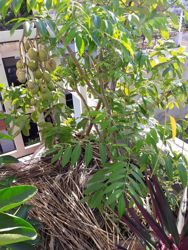 Những chậu cây ăn quả như chanh, bưởi, cam, cóc... được anh trồng dọc theo thành lan can sân thượng. Khác các loại rau thường được trồng bằng hạt, với những cây ăn quả, anh Huy thường mua sẵn cây con về để trồng và chăm bón.