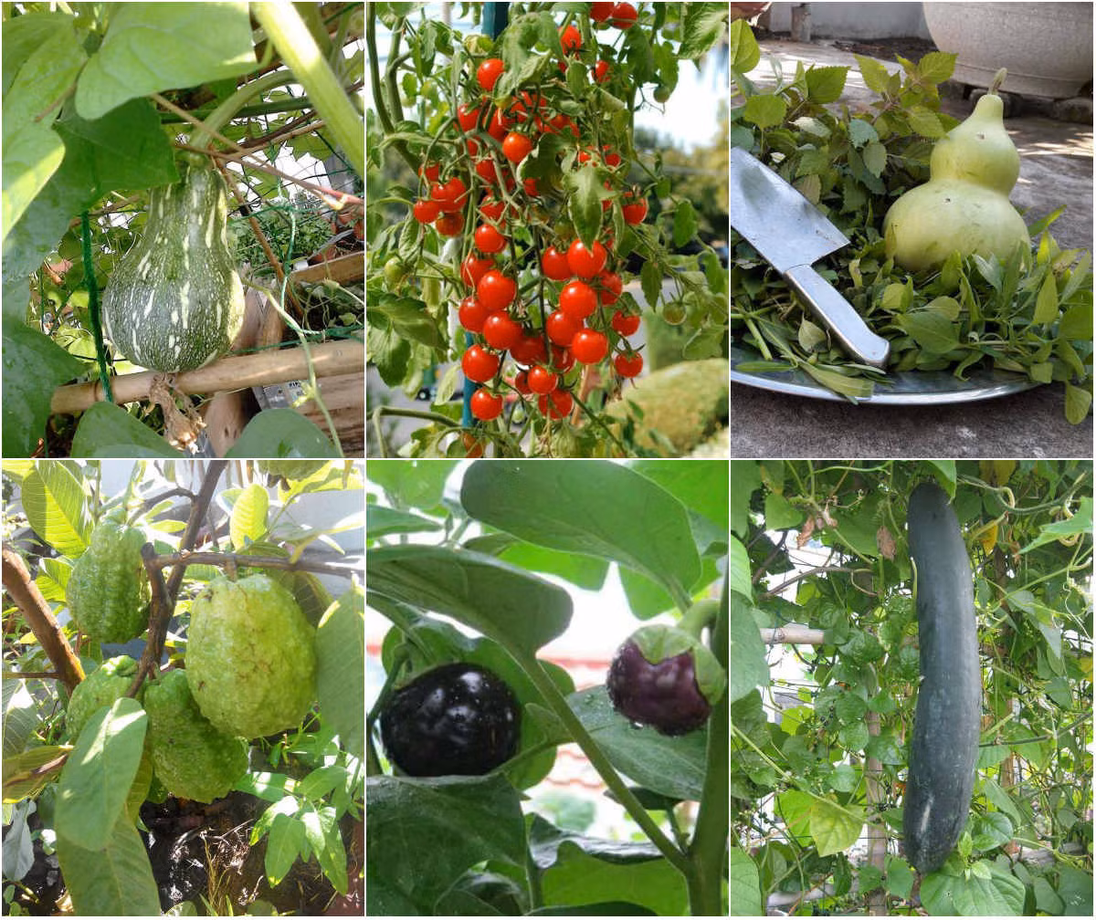 Xuất phát từ tình yêu đối với cây cối quanh nhà, ông bố trẻ ở Đà Nẵng đã biến diện tích sân thượng rộng 55m2 thành một "khu vườn trên mây" với không chỉ đa dạng các loại rau xanh cho "vợ ngắm con xơi" mà còn có các loại quả sạch quanh năm cho trái.