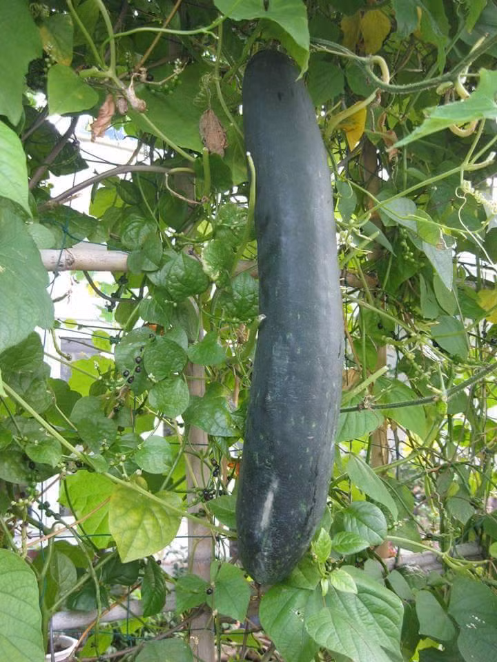 Bí đao được trồng lẫn cùng giàn mùng tơi, lá lốt.