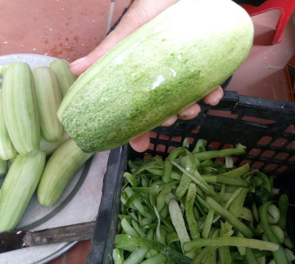 Mỗi quả dưa chuột Mèo to gấp nhiều lần dưa chuột thường.