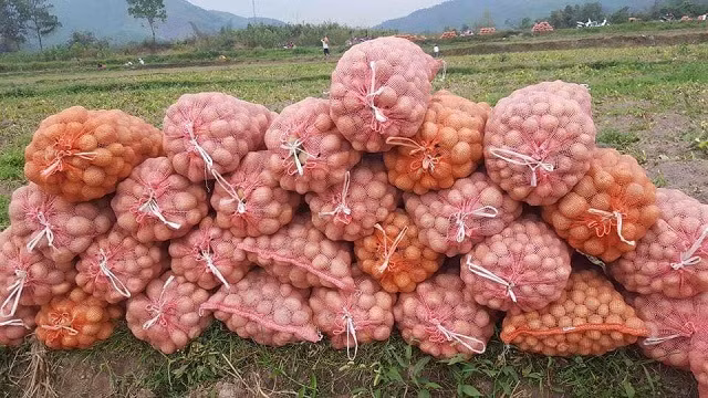 Khoai tây đang chờ giải cứu. Ảnh: IT.