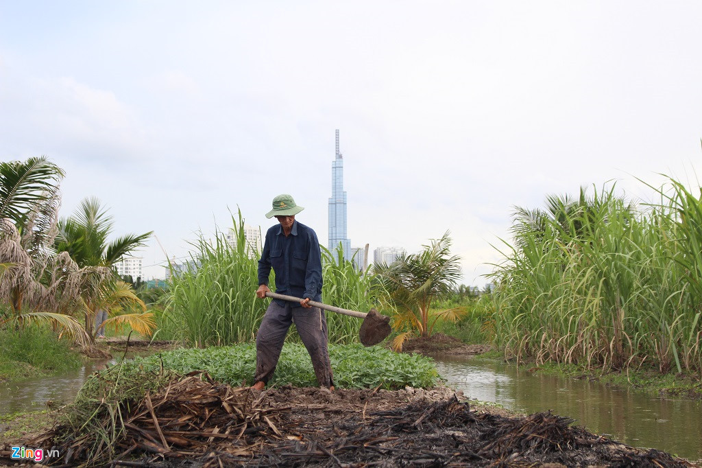 Người dân Thanh Đa vẫn quần quật trồng mía, trồng lúa, rau lang, rau muống mấy chục năm qua, trong khi bên kia sông Sài Gòn là những tòa nhà cao tầng mới của thành phố.