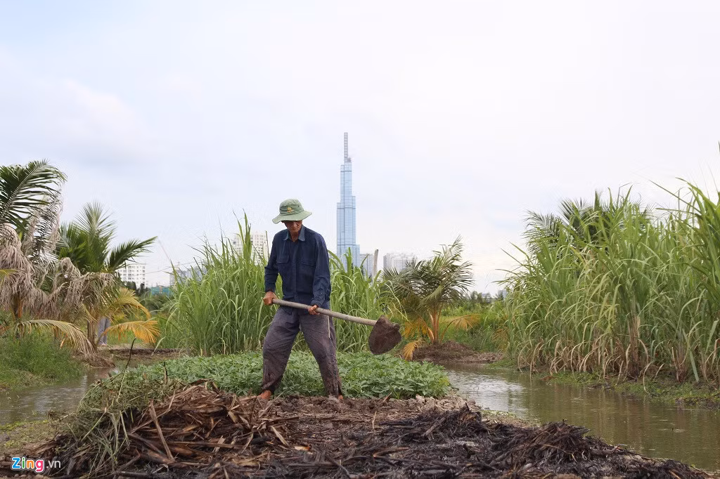 Người dân Thanh Đa vẫn quần quật trồng mía, trồng lúa, rau lang, rau muống mấy chục năm qua, trong khi bên kia sông Sài Gòn là những tòa nhà cao tầng mới của thành phố.