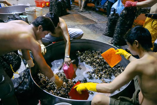 Khi cua đồng được chở đến giao, các chủ tiểu thương nhanh chóng đổ cua ra thau để phân loại cua sống, cua yếu, cua chết.