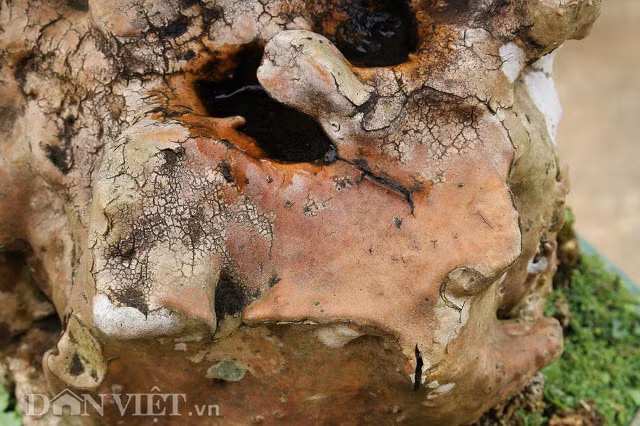 Sau khi chà đi lớp rêu, anh Nguyễn Ngọc Quý tưới nước lên thì phần vỏ của thân cây dần chuyển sang màu vàng đồng rất đẹp, tựa như 1 loại đá.