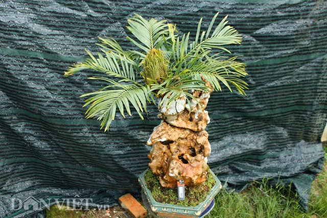 Toàn cảnh cây thiên tuế cổ lão độc đáo của anh Nguyễn Ngọc Quý, hiện đã có người ngỏ ý muốn mua với giá trên 100 triệu nhưng anh chưa bán vì muốn chứng kiến hoa nở, bởi hơn 1 năm nay nụ chưa nở nên không biết có gì lạ bên trong.