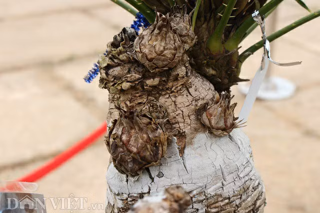 Anh Nguyễn Ngọc Quý cho biết cây thiên tuế cổ lão hiện đang ra thêm 5 nụ hoa, nhưng còn rất nhỏ. Cây thiên tuế cổ lão này đã từng đạt giải đồng thể loại Bonsai bông trong hội thi của triển lãm cây cảnh quốc tế.