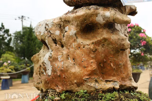 Màu vàng đồng hiện lên sau khi tưới nước, thân cây thiên tuế nhiều sẹo và lỗ sần chai sạn vết tích của thời gian trầm tích của tuổi cây. Điều này làm cho cây thiên tuế trở nên "cổ lão", khiến người xem rất ấn tượng và thích thú. Hoành (chu vi )-phần lớn nhất của cây thiên tuế khoảng 60cm.