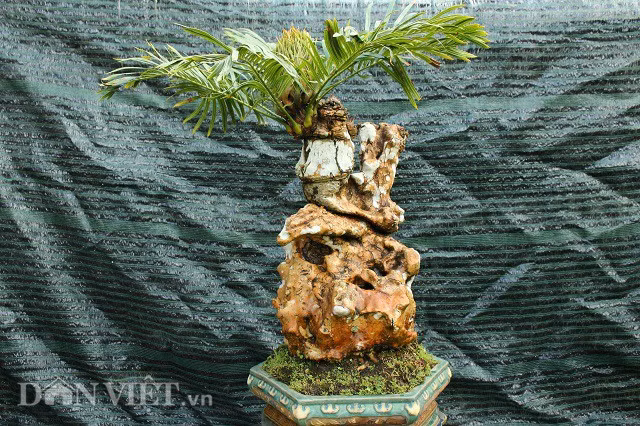 Cây thiên tuế được đánh giá là rất khó để có cây thứ 2, nhìn qua nếu không được giới thiệu, khách tham quan dễ bị nhầm rằng cây này được chủ nhân gắn đá vào gốc.