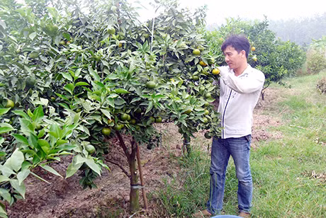 "Het hon" chieu trong rau sach doc di cua nong dan Viet-Hinh-11