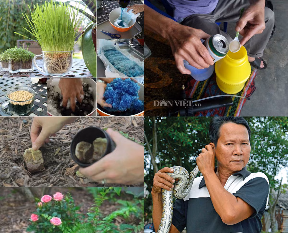 "Het hon" chieu trong rau sach doc di cua nong dan Viet