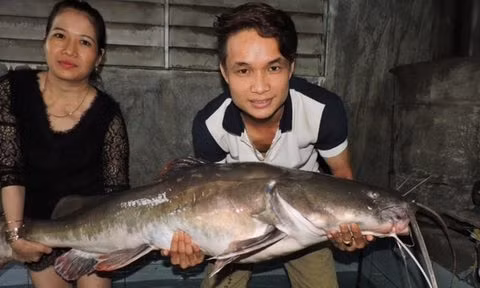 Dai gia xe thit cap ca lang 200kg lam dai tiec moi khach-Hinh-4