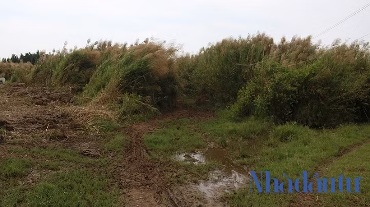 Ben trong du an Phuoc Kien ong Tat Thanh Cang dong y ban cho QCGL-Hinh-3