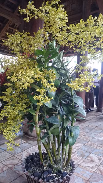 Phong lan "Den ro nắng" với hoa sắc vàng rất đặc biệt. Ảnh: Trần Hòe.