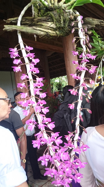 Loài phong lan tuyệt đẹp có tên "Trầm rừng". Ảnh: Trần Hòe.