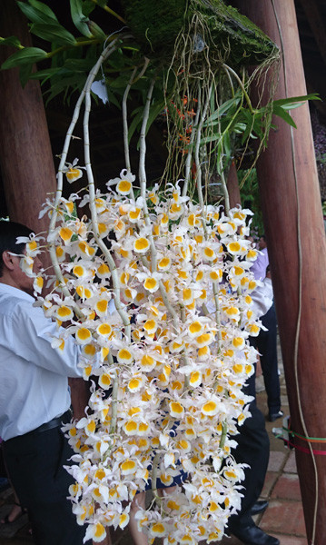 Giò phong lan cực đẹp, cực hiếm có tên là "Ngọc Thạch". Ảnh: Trần Hòe.