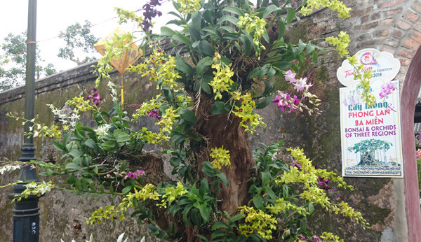 Tác phẩm nghệ thuật đặc sắc được tạo từ sự kết hợp nhiều loài phong lan trên một gốc cây. Ảnh: Trần Hòe.