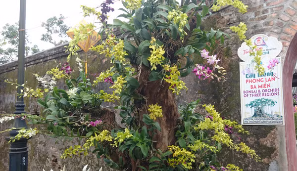 Tác phẩm nghệ thuật đặc sắc được tạo từ sự kết hợp nhiều loài phong lan trên một gốc cây. Ảnh: Trần Hòe.