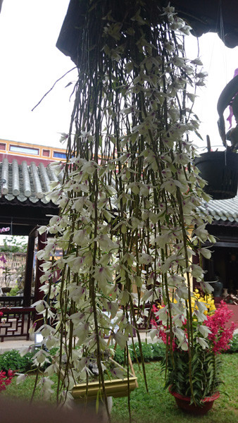 Giò phong lan cực đẹp này được cho là có giá hơn chục triệu đồng. Ảnh: Trần Hòe.