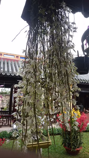 Giò phong lan cực đẹp này được cho là có giá hơn chục triệu đồng. Ảnh: Trần Hòe.