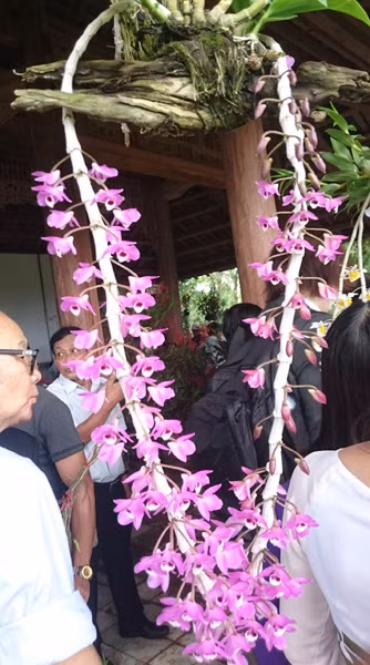 Loài phong lan tuyệt đẹp có tên "Trầm rừng". Ảnh: Trần Hòe.