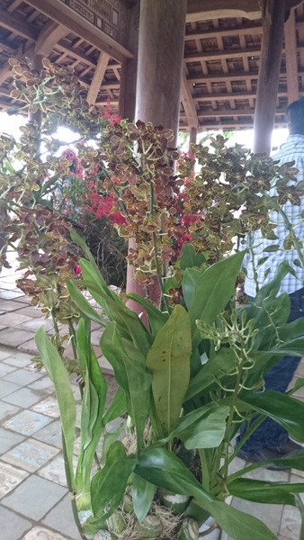 Màu hoa cực lạ. Ảnh: Trần Hòe.