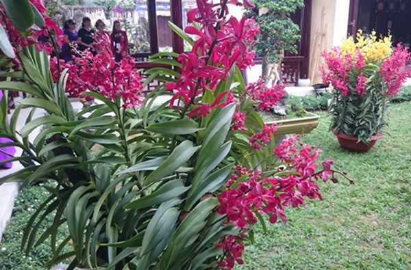 Một loài phong lan được trồng trong chậu, thân và hoa có kích thước lớn. Ảnh: Trần Hòe.