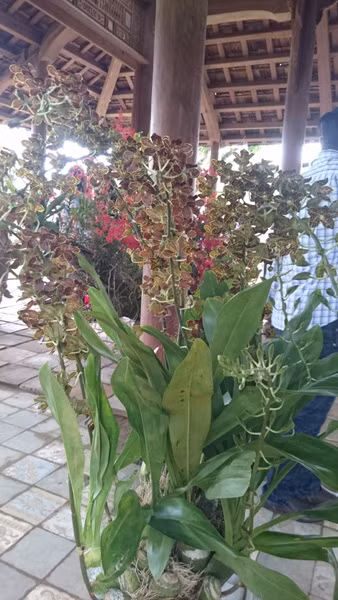 Màu hoa cực lạ. Ảnh: Trần Hòe.