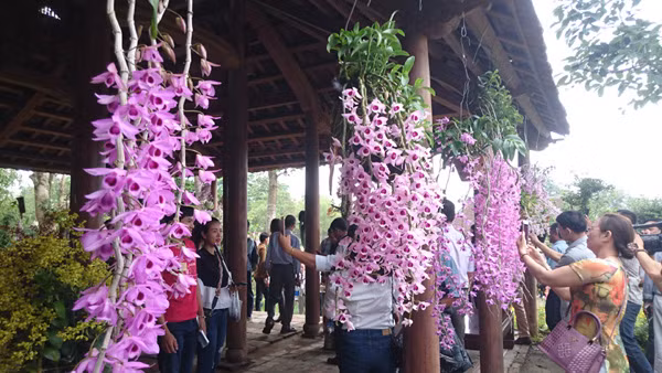 Triển lãm thu hút nhiều người dân và du khách đến thưởng lãm. Ảnh: Trần Hòe.