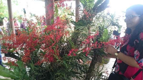 Loài phong lan có màu hoa cực đẹp. Ảnh: Trần Hòe.