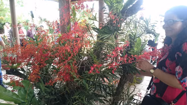 Loài phong lan có màu hoa cực đẹp. Ảnh: Trần Hòe.