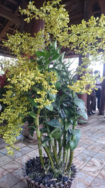 Phong lan "Den ro nắng" với hoa sắc vàng rất đặc biệt. Ảnh: Trần Hòe.