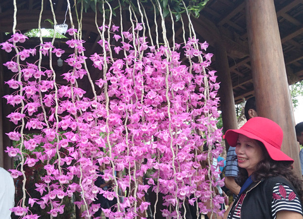 Một giò phong lan cực lạ, cực hiếm tại triển lãm. Ảnh: Trần Hòe.