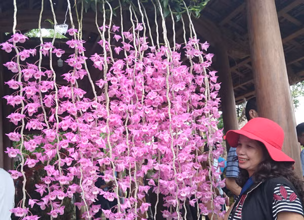 Một giò phong lan cực lạ, cực hiếm tại triển lãm. Ảnh: Trần Hòe.