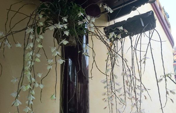 Loài phong lan rất hiếm thấy. Ảnh: Trần Hòe.