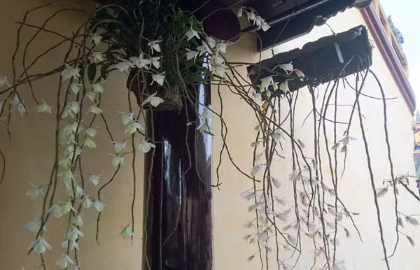 Loài phong lan rất hiếm thấy. Ảnh: Trần Hòe.