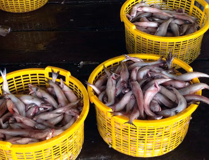 Cá khoai là một đặc sản nổi tiếng của vùng biển Ngọc Hiển. Ảnh: TA.