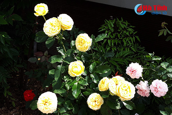 Ông chủ vườn hồng còn cẩn thận đến mức, nước tưới cho hoa cũng phải là loại nước đã qua máy lọc...