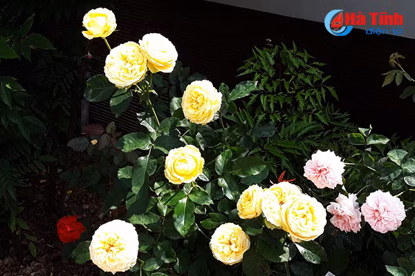 Ông chủ vườn hồng còn cẩn thận đến mức, nước tưới cho hoa cũng phải là loại nước đã qua máy lọc...