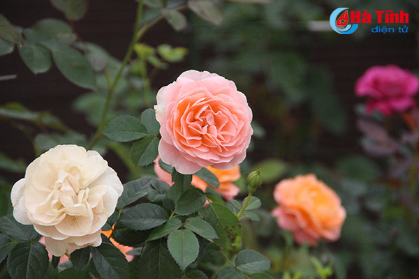 Mặc dù có hàng chục loại hoa khác nhau, từ hồng cổ vân khôi, cổ Sapa, cổ Hải Phòng, bạch đào cổ, quế kép... đến các loại hồng ngoại kiêu sa, "sang chảnh" từ Anh, Pháp, Nhật, Thái Lan... nhưng anh Nhật cho rằng, giống hoa William Shakespear vẫn là hoa hậu của các loại hoa hồng. Bông William Shakespear có mùi hương nồng ấm, khi nở có màu đỏ đậm, sau đó chuyển sang màu tím và mỗi bông có thể có tới 100 cánh.