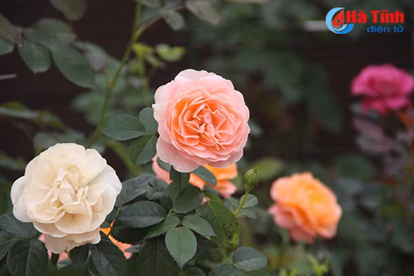 Mặc dù có hàng chục loại hoa khác nhau, từ hồng cổ vân khôi, cổ Sapa, cổ Hải Phòng, bạch đào cổ, quế kép... đến các loại hồng ngoại kiêu sa, "sang chảnh" từ Anh, Pháp, Nhật, Thái Lan... nhưng anh Nhật cho rằng, giống hoa William Shakespear vẫn là hoa hậu của các loại hoa hồng. Bông William Shakespear có mùi hương nồng ấm, khi nở có màu đỏ đậm, sau đó chuyển sang màu tím và mỗi bông có thể có tới 100 cánh.