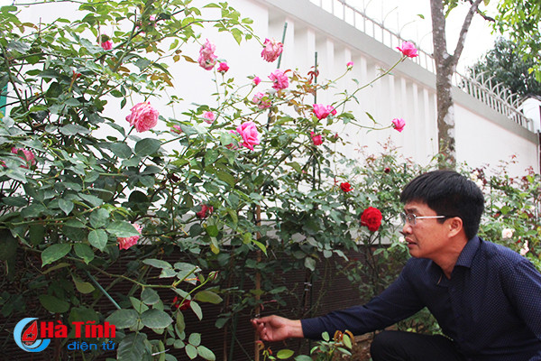 Để bảo vệ dưỡng chất cho cây, chủ vườn cũng thường xuyên theo dõi và cắt bỏ những bông hoa vừa tàn nhằm tránh tình trạng cây phải nuôi dưỡng phần quả không cần thiết.