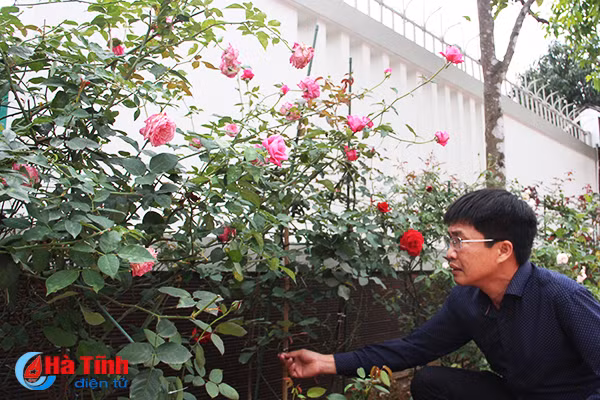 Để bảo vệ dưỡng chất cho cây, chủ vườn cũng thường xuyên theo dõi và cắt bỏ những bông hoa vừa tàn nhằm tránh tình trạng cây phải nuôi dưỡng phần quả không cần thiết.