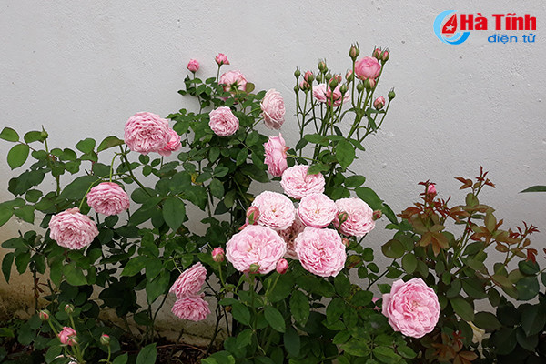 Sau hơn 1 năm chăm bón, hè năm nay, vườn hồng của anh Phan Sỹ Nhật đã cho kết quả mỹ mãn. Là người yêu hoa nên anh Nhật cũng rất sẵn lòng chia sẻ với những người cùng sở thích. Bởi vậy, cổng nhà anh không bao giờ đóng và gia chủ rất sẵn sàng đón khách và tạo điều kiện khi khách muốn chụp ảnh cùng hoa...