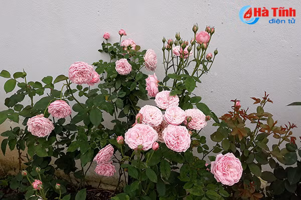 Sau hơn 1 năm chăm bón, hè năm nay, vườn hồng của anh Phan Sỹ Nhật đã cho kết quả mỹ mãn. Là người yêu hoa nên anh Nhật cũng rất sẵn lòng chia sẻ với những người cùng sở thích. Bởi vậy, cổng nhà anh không bao giờ đóng và gia chủ rất sẵn sàng đón khách và tạo điều kiện khi khách muốn chụp ảnh cùng hoa...